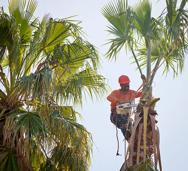 The Steps Involved in Our Tree Care Process in Cobb Island, MD